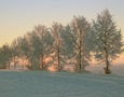 a line of trees in winter at sunset