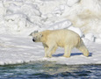 a polar bear
