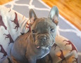 a puppy