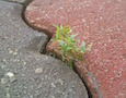 a plant sprouting from a crack in the sidewalk