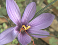 a saffron crocus