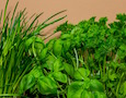 culinary herbs