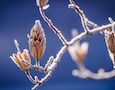 frost on a tulip tree