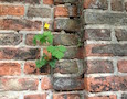 a weed in a brick walkway