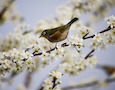 a bird on a branch