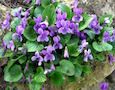 wild violets