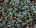 a bed of ivy