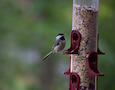 a chickadee at a feeder