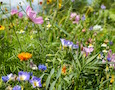 wildflowers