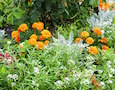 a garden