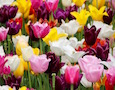tulips