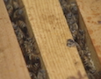 bees