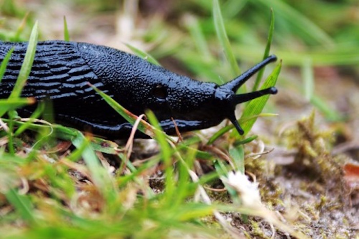 slug