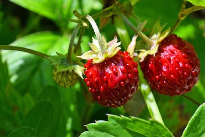wild strawberries