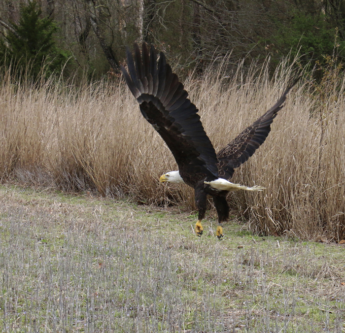 A mature female bald eagle is released back into the wild March 28
in Sussex County after rehabilitation at Tri-State Bird Rescue &
Research in Newark. (photo courtesy of Tri-State Bird Rescue & Research)