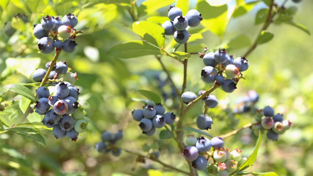 1-2 Blueberries are the state fruit of New Jersey. (Natavan Werbock/for NewsWorks)