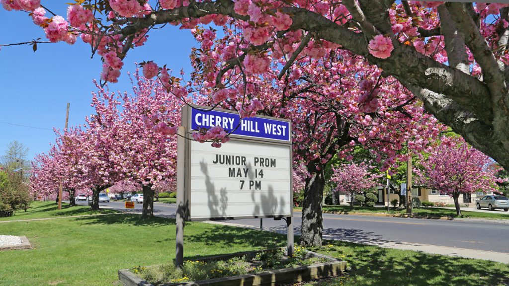 10-5 Cherry blossom trees in full bloom all around Cherry Hill Township (Natavan Werbock/for NewsWorks)