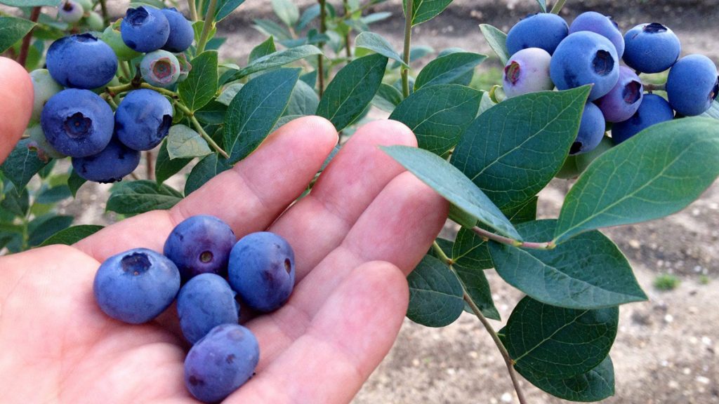 1008977_601213379902786_547589363_o Courtesy of DiMeo Blueberry Farms in Hammonton, N.J.)