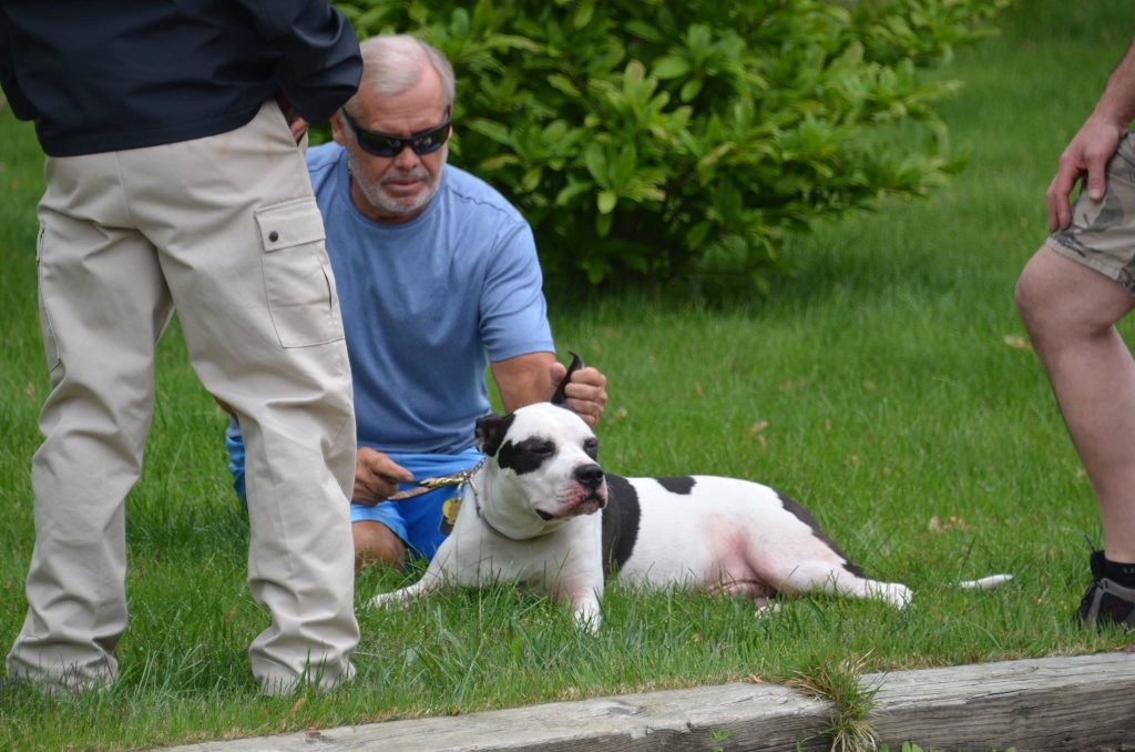 10259191_10152187293471985_1208330841773197494_o Firefighters rescued the dog, pictured, from an early Wednesday afternoon house fire in Stafford. (Photo courtesy of Roman Isaryk)