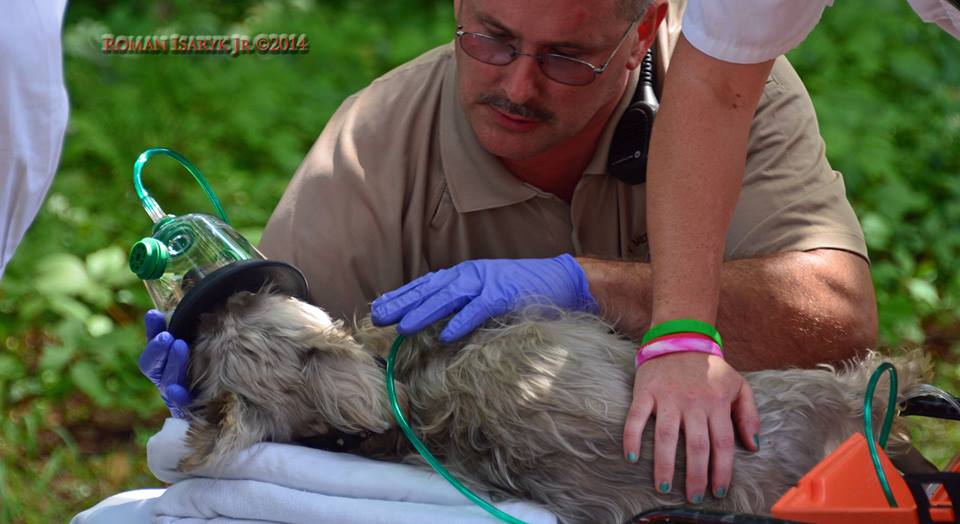 10383489_10152399070231985_503307324397038054_n-1 An EMT administering oxygen to one of the dogs rescued from a house fire in Barnegat Wednesday afternoon. (Photo: JSHN contributor Roman Isaryk)