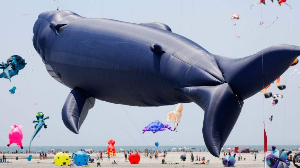  This massive whale kite took flight in Wildwood on Sunday. (Bastiaan Slabbers/for NewsWorks) 