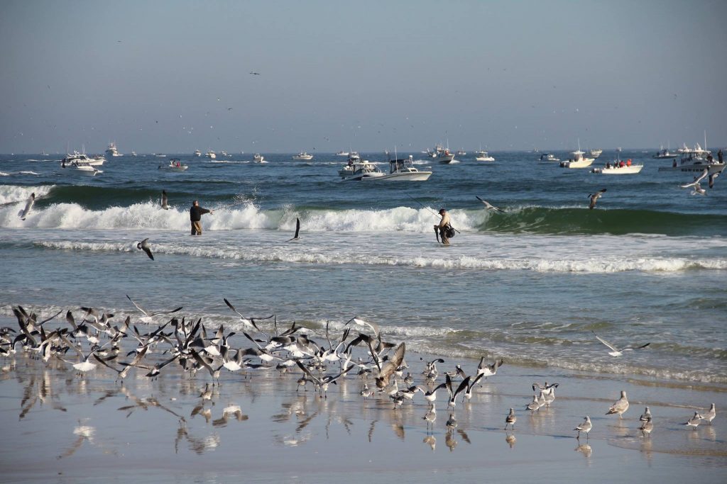  Fishing at Island Beach State Park last Sunday. (Photo: JSHN contributor Patricia Golden Hubbs‎) 