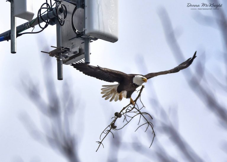 A bald eagle delivers material to a nest on a Brick Township cellular tower in March 2016. (Photo: Donna McKnight)