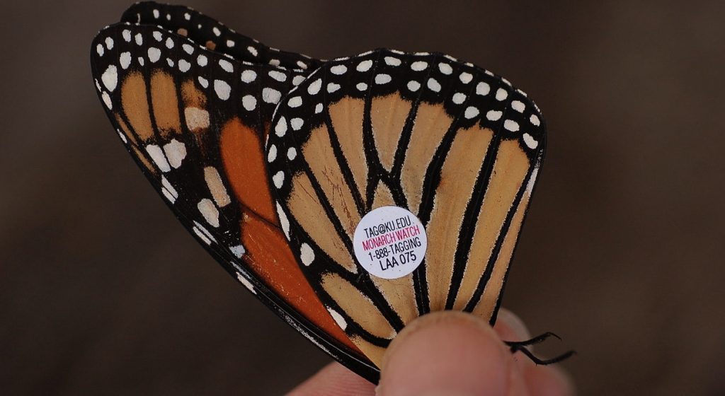 1280px-monarch_butterfly_danaus_plexippus_tagged_closeup_3008px A monarch butterfly tagged through the Cape May Bird Observatory's effort is shown in this 2008 photo. / Via Wikimedia Commons