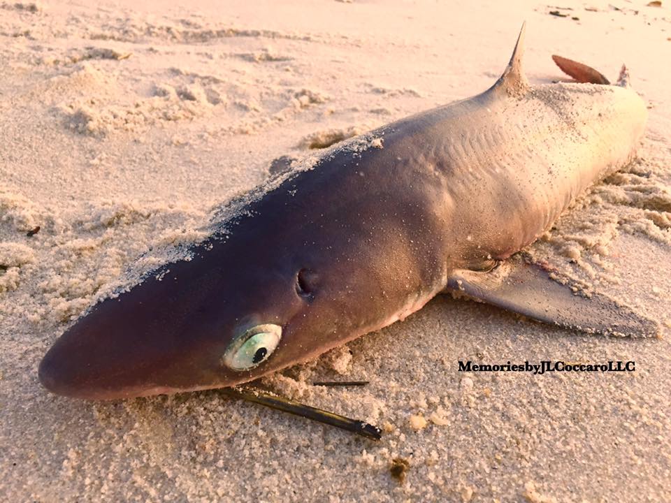 12932766_10201414969451908_8266867038356389344_n-1 A beached spiny dogfish in Seaside Heights Thursday morning. (Photo: JSHN contributor Jean L. Coccaro)