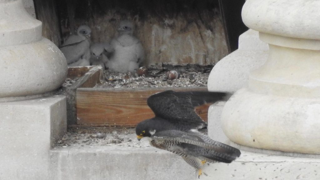 13217509_1607409239574584_1230764862542508153_o The recently hatched peregrine falcons sit in their City Hall aerie. (City Hall Falcons/Facebook)