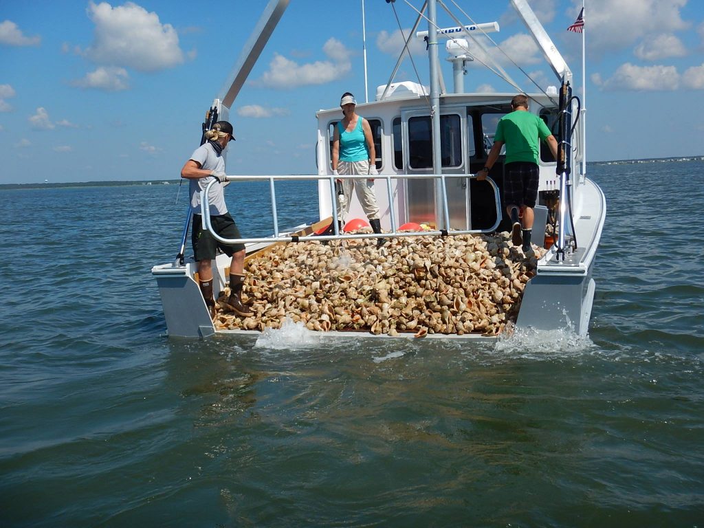 13719669_1098411233567157_7151012273830809382_o-1 Whelk shells deposited at an oyster reef site in the Little Egg Harbor Bay earlier this week. (Photo: Stockton University Marine Field Station)
