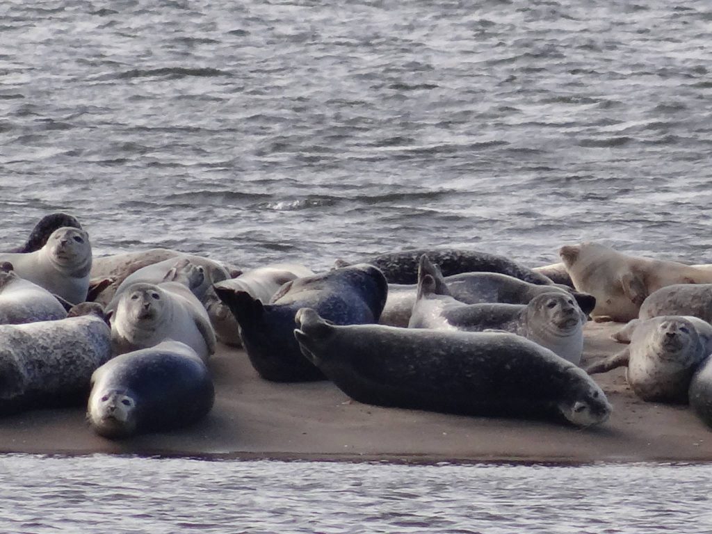 1498136_10151881710669397_1123266053_o Sandy Hook seals. (Photo: Jersey Shore Hurricane News contributor Valerie Veith)