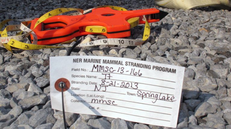  This Wednesday, Aug. 21, 2013 photo shows an identification tag, the equivalent of a dolphin toe tag for a dolphin that had died on the Spring Lake N.J. beach. (AP Photo/Wayne Parry) 