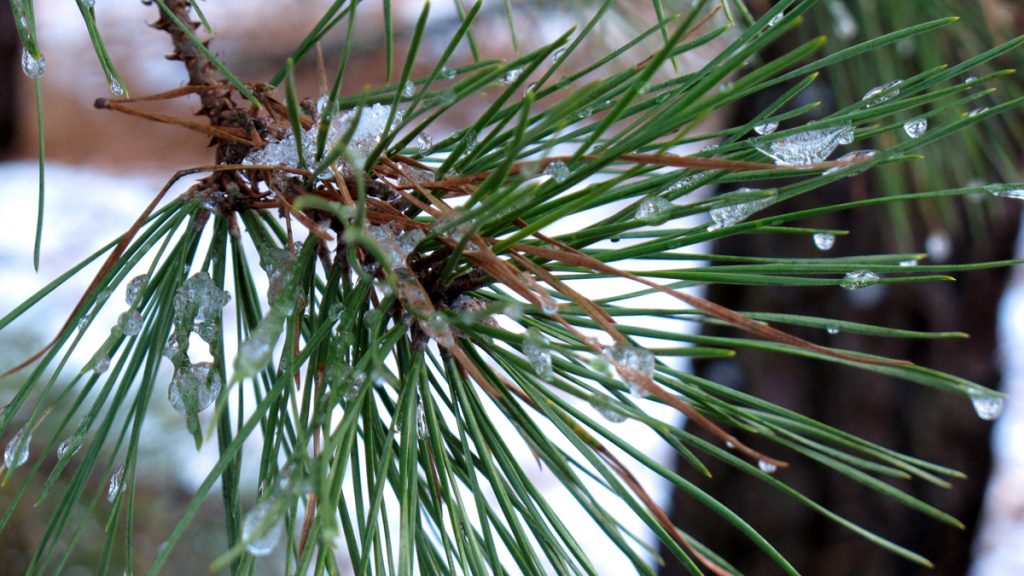 Gas Pipe-Pinelands This Dec, 11, 2013, photo shows an ice-encrusted pine branch in the New Jersey Pinelands in Manchester, N.J. (AP Photo/Wayne Parry)