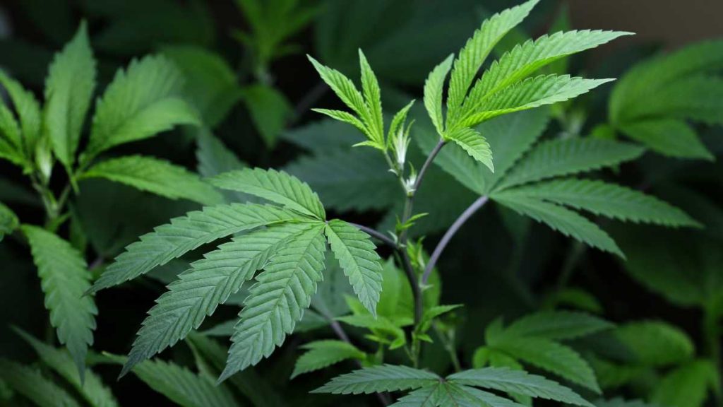 20131223-med-marijuana-pot-1200 (Photo courtesy of AP Images)