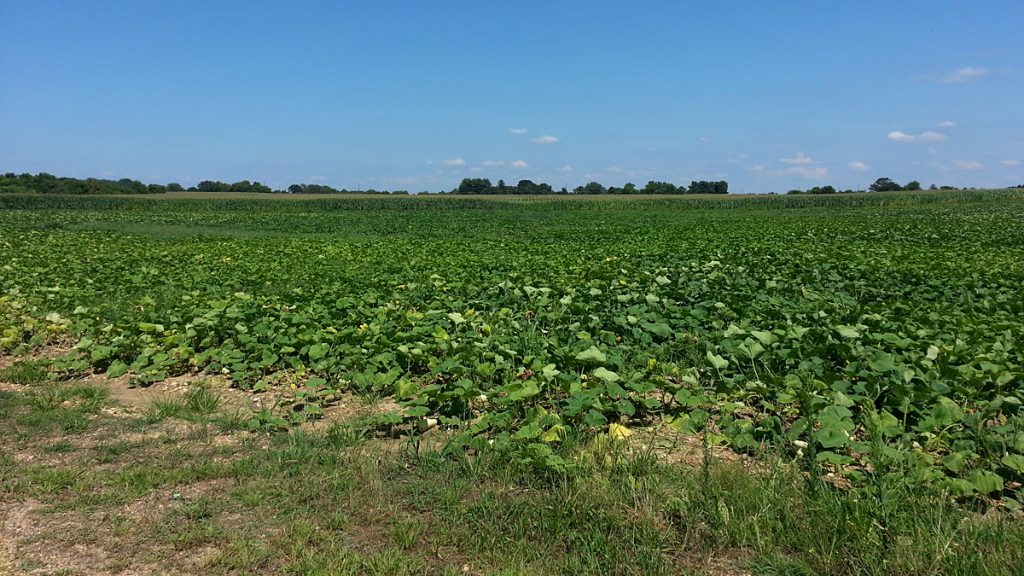  New Jersey voters have approved every open space ballot question since 1961. (Alan Tu/WHYY) 