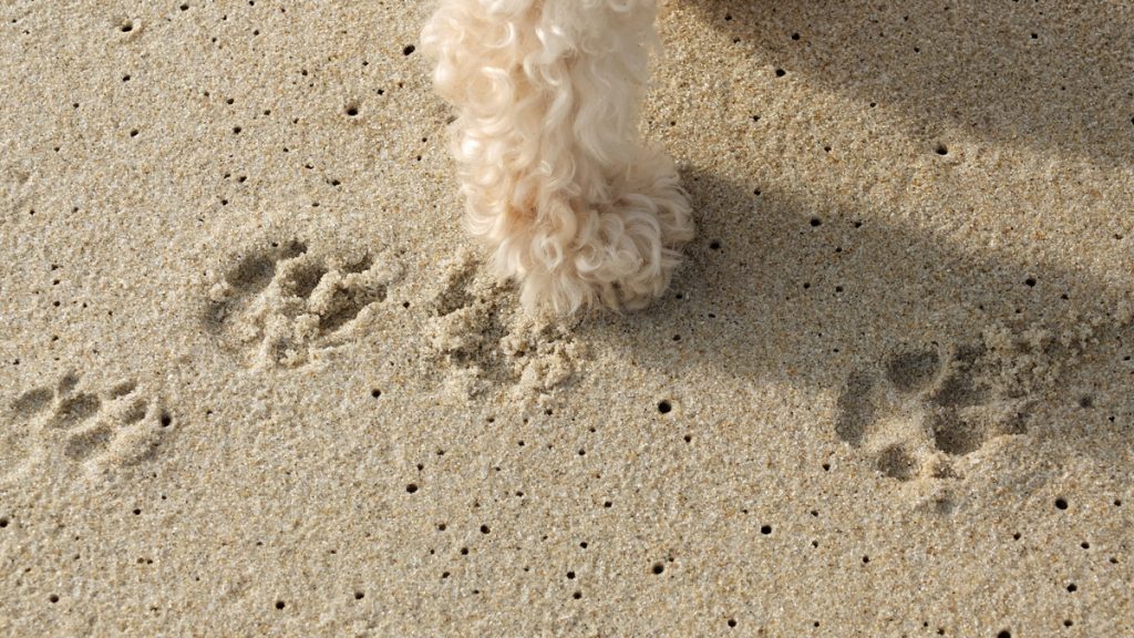 20140606-dog-sets-foot-on-beach-1200 One giant step for dog-lovers. A peak-season ocean-facing dog beach. (Alan Tu/WHYY)