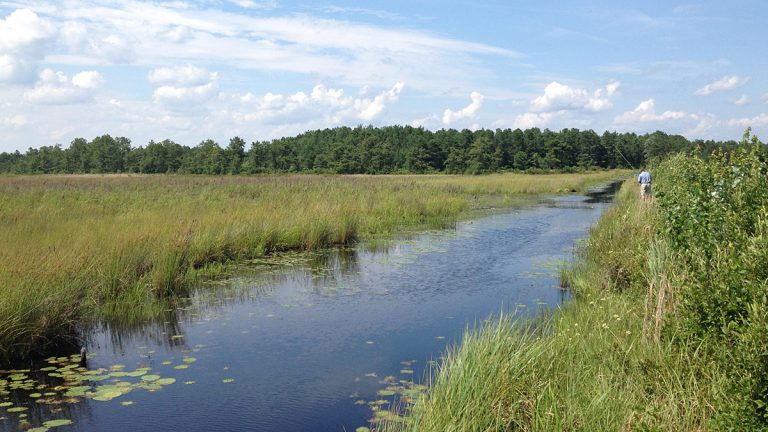 Parker Preserve area in the Pinelands. (Photo courtesy of Pinelands Preservation Alliance)