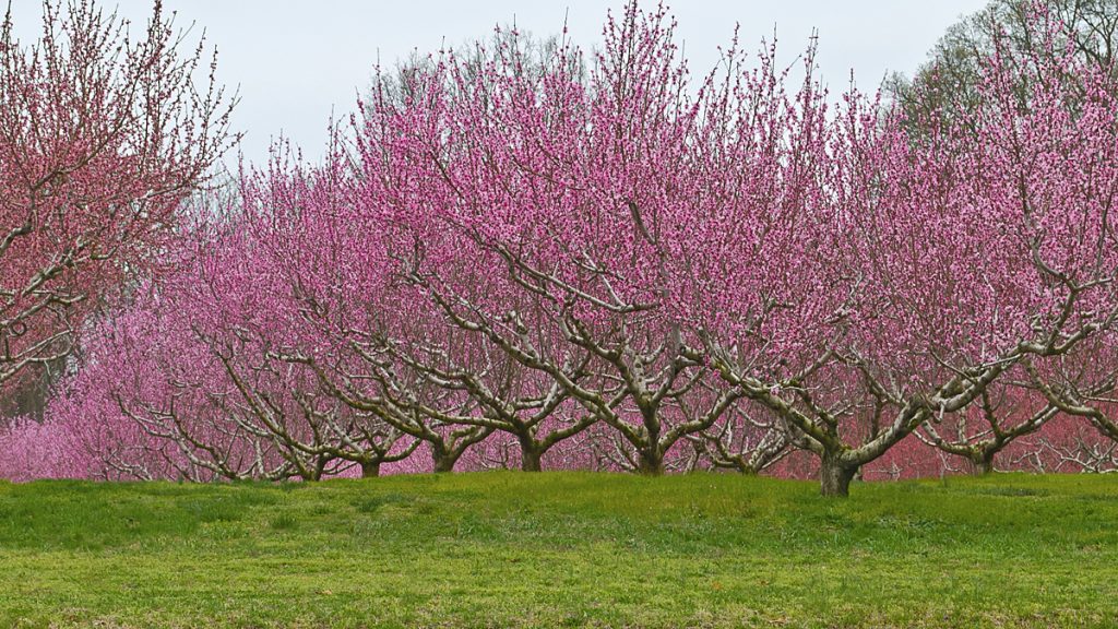 20141104-open-space-nj-spotlight-1200 A view of apple orchards.
