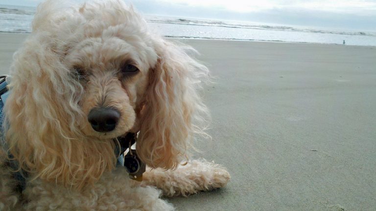 Rules for dogs on the beach vary from town to town.. (Alan Tu/WHYY