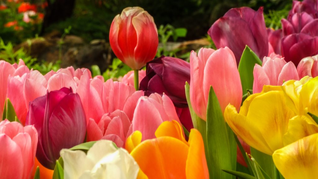 20150202-flower-show-nj-1200 (Shutterstock File photo)