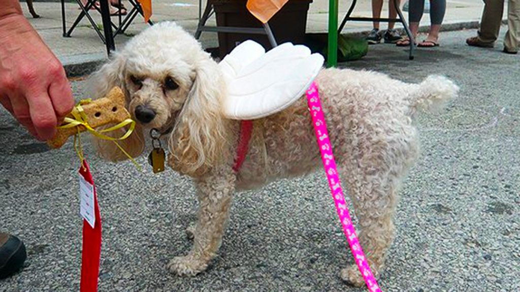 20150312-dog-parade-1200 Poodle with wings at a Pet-A-Palooza held in Philadelphia in 2011. (Alan Tu/WHYY)