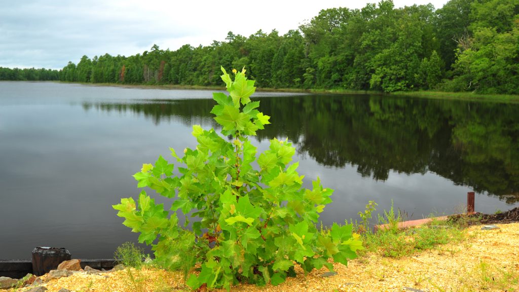 20150506-batso-1200 Wharton State Forest (Shutterstock)