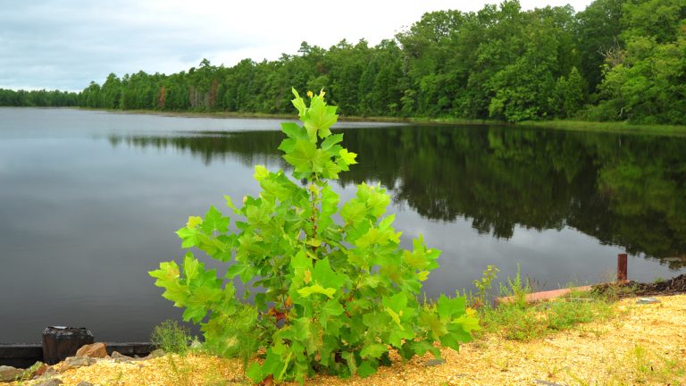  Wharton State Forest (Shutterstock) 