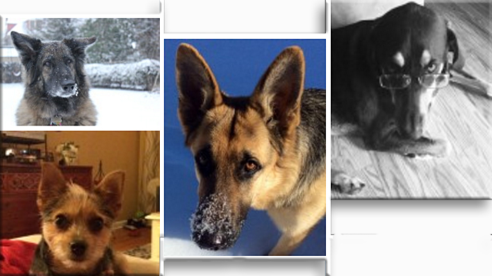 Photos already submitted for the Pet A Palooza photo contest.