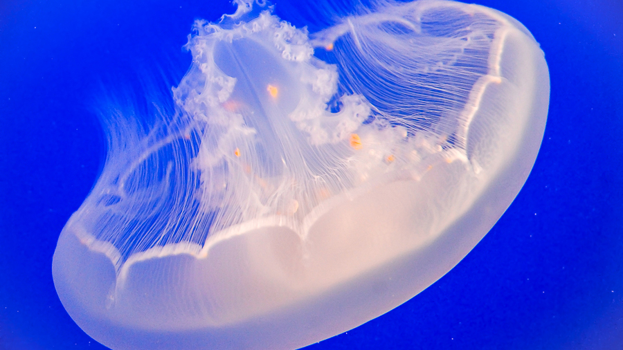 Moon Jelly The Moon Jellyfish