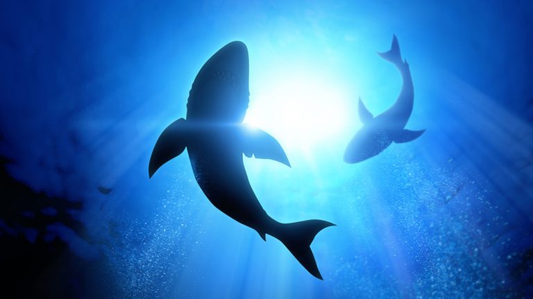Under the waves circle two great white sharks. (BigStock file photo)