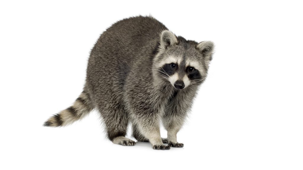 20160822-rabies-raccoon