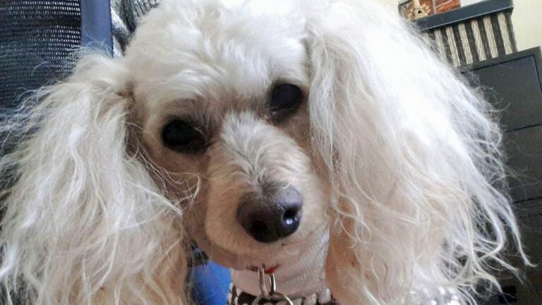 Words appear to have significance to dogs  (Alan Tu/WHYY)