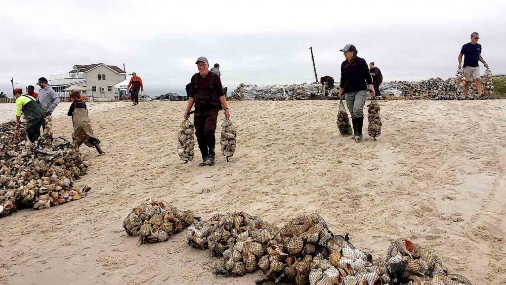 20161015-jshn-beach-photo-1200 Volunteers working to help build an oyster reef in Newport